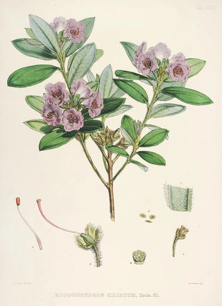 the Himalayan Rhododendrons of Sikkim Pl24 - Walter Hood Fitch — artwork view