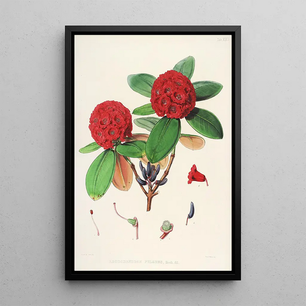 the Himalayan Rhododendrons of Sikkim Pl25 - Walter Hood Fitch — framed artwork on a wall