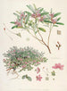 Les Rhododendrons du Sikkim-Himalaya Pl26 - Walter Hood Fitch — artwork view