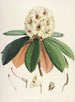 Les Rhododendrons du Sikkim-Himalaya Pl27 - Walter Hood Fitch — artwork view