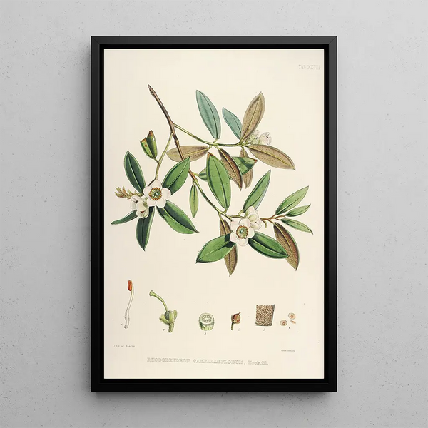 the Himalayan Rhododendrons of Sikkim Pl28 - Walter Hood Fitch — framed artwork on a wall