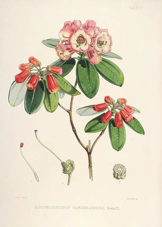 the Himalayan Rhododendrons of Sikkim Pl29 - Walter Hood Fitch — artwork view