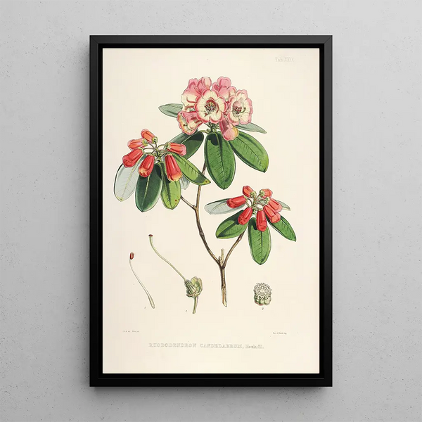 the Himalayan Rhododendrons of Sikkim Pl29 - Walter Hood Fitch — framed artwork on a wall