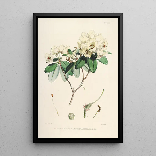 the Himalayan Rhododendrons of Sikkim Pl30 - Walter Hood Fitch — framed artwork on a wall