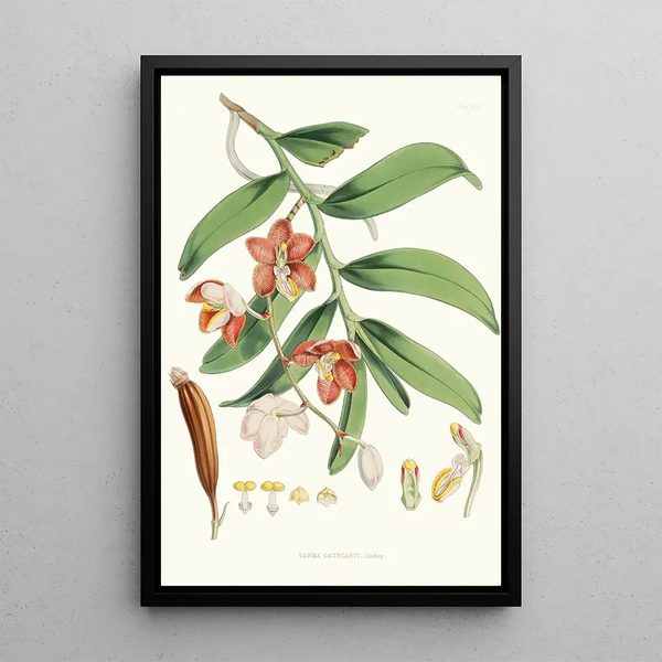 Vanda Cathcarti Lindley - Walter Hood Fitch — framed artwork on a wall