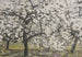 Fruit Trees in Bloom - Walther Gamerith — artwork view