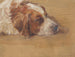 Study of a Dog's Head - Walther Gamerith — artwork view