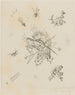 Petits mondes X R 173 - Wassily Kandinsky — artwork view