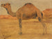 Dromedary Painting - Wilhelm Kuhnert — artwork view