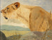 Head of Lioness - Wilhelm Kuhnert — artwork view
