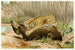 Jaguar Tuant un Tapir - Wilhelm Kuhnert — artwork view