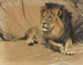Lion lying down - Wilhelm Kuhnert — artwork view