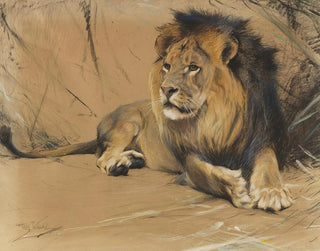 Lion lying down - Wilhelm Kuhnert — artwork view
