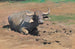 Buffalo resting - Wilhelm Kuhnert — artwork view
