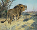 Lion rugissant - Wilhelm Kuhnert — artwork view