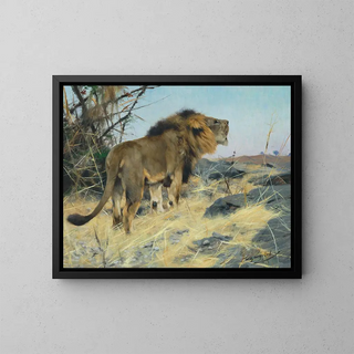 Lion rugissant - Wilhelm Kuhnert — framed artwork on a wall
