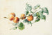 Apricots on a branch signed - Willem Hekking — artwork view