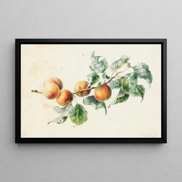 Apricots on a branch signed - Willem Hekking — framed artwork on a wall