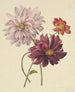 Dahlias - Willem Hekking — artwork view