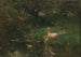 Ducklings - Willem Maris — artwork view