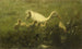 White duck with ducklings - Willem Maris — artwork view
