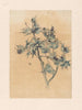 Thistles - Willem Wenckebach — artwork view