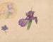 Studies of an iris and a delphinium - Willem van Konijnenburg — artwork view