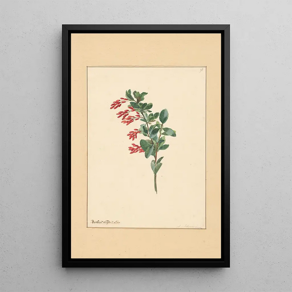 Branch of Berberis - Willem van Leen — framed artwork on a wall