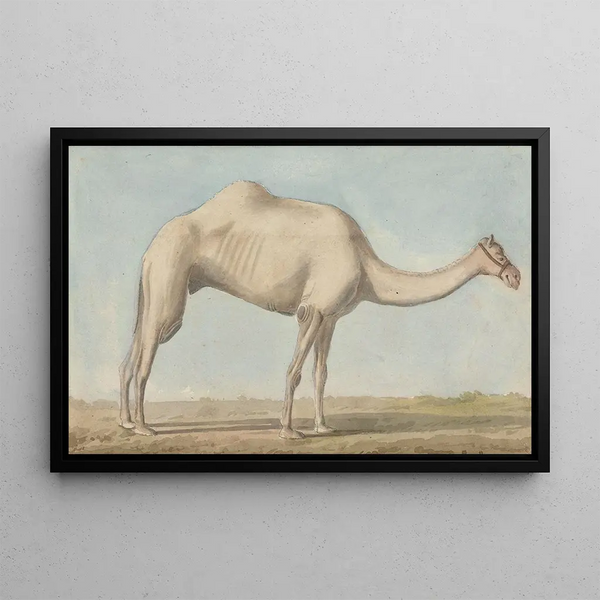 a camel - Willey Reveley — framed artwork on a wall