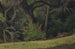 a wooded scene with a bush of red flowers - William Aiken Walker — artwork view