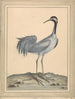 A crane - William Hayes — artwork view