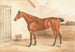 Ultima, one of Lord Maynard's mares - William Henry Davis — artwork view