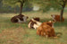 Cows in a Grassy Field - William Henry Howe — artwork view