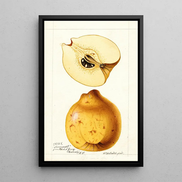 Cydonia oblonga Bourgeat - William Henry Prestele — framed artwork on a wall