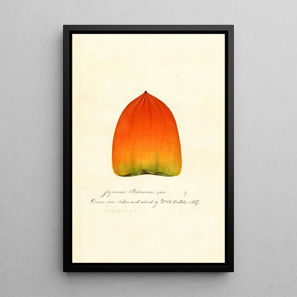 Diospyros Hachiya - William Henry Prestele — framed artwork on a wall