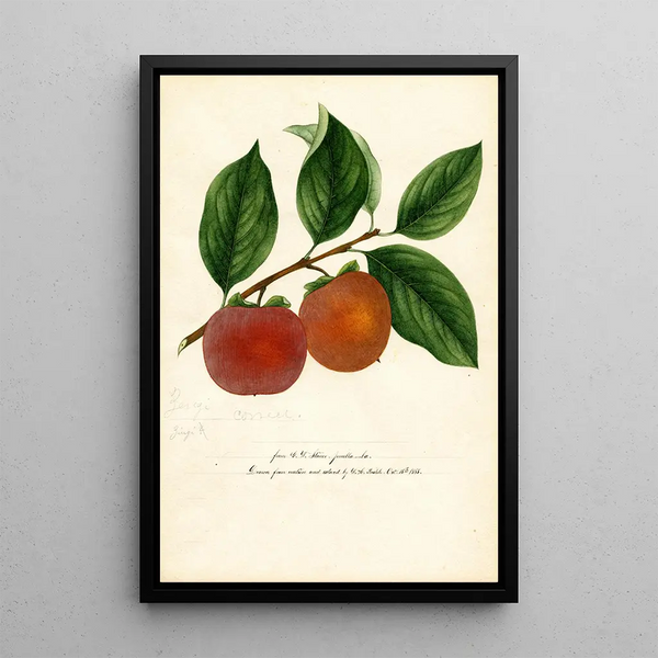Diospyros Zengi - William Henry Prestele — framed artwork on a wall