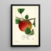 Malus domestica Doils Autumn - William Henry Prestele — framed artwork on a wall