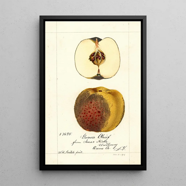 Malus domestica Genesee Chief - William Henry Prestele — framed artwork on a wall