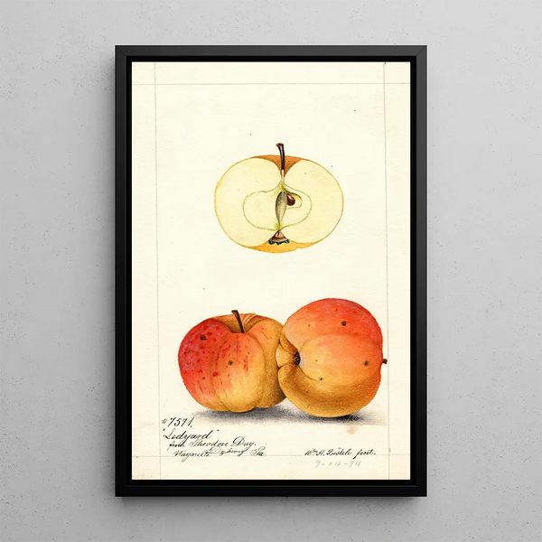 Malus domestica Ledyard - William Henry Prestele — framed artwork on a wall
