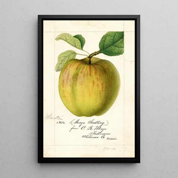 Malus domestica Maye - William Henry Prestele — framed artwork on a wall