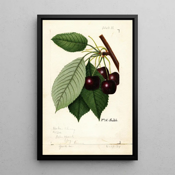Prunus avium Hoke - William Henry Prestele — framed artwork on a wall