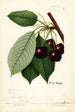 Prunus avium Hoke - William Henry Prestele — artwork view