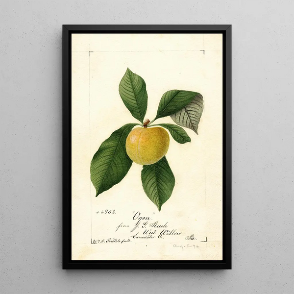 Prunus domestica Ogon - William Henry Prestele — framed artwork on a wall