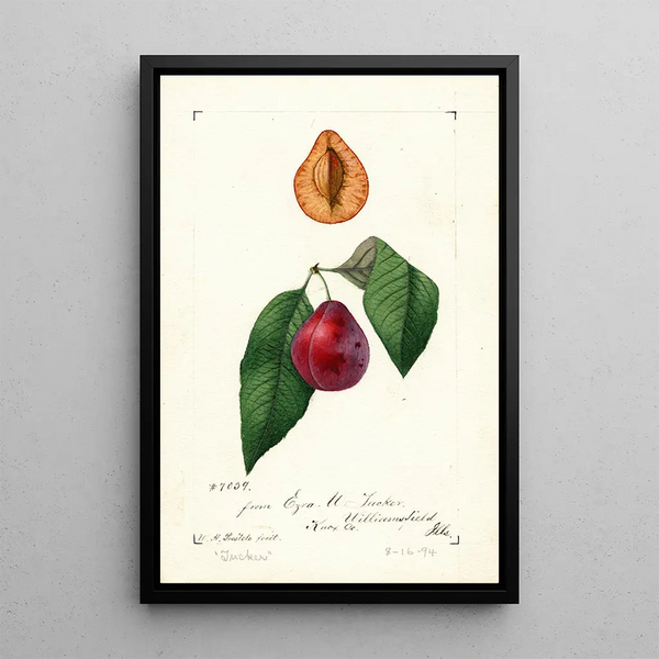 Prunus domestica Tucker - William Henry Prestele — framed artwork on a wall