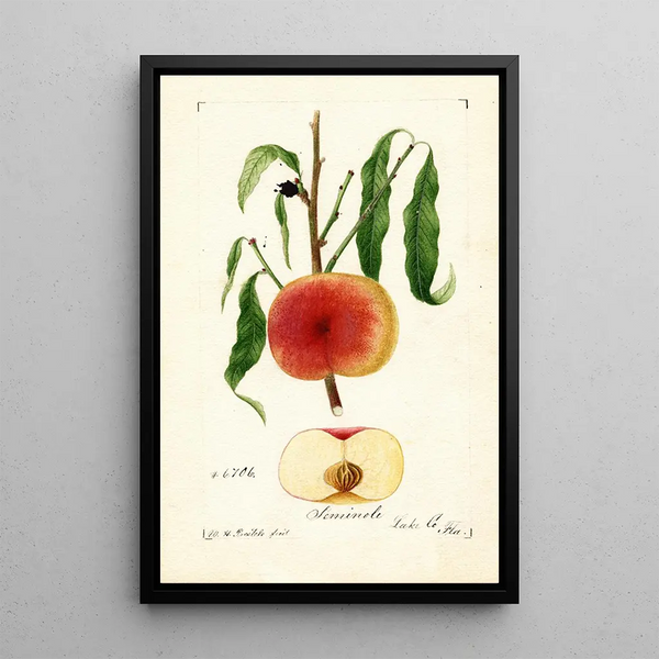 Prunus persica Seminole - William Henry Prestele — framed artwork on a wall