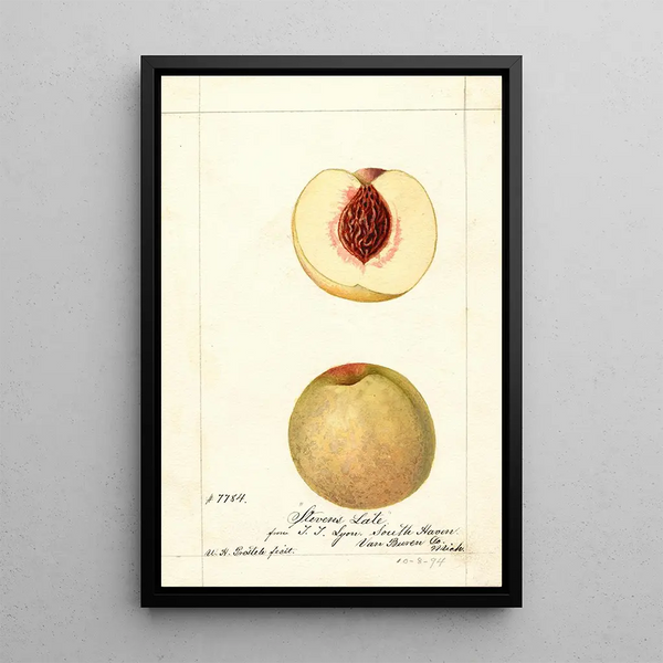 Prunus persica Stevens Late - William Henry Prestele — framed artwork on a wall