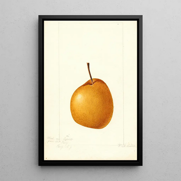 Pyrus communis Madame von Seiboldt - William Henry Prestele — framed artwork on a wall