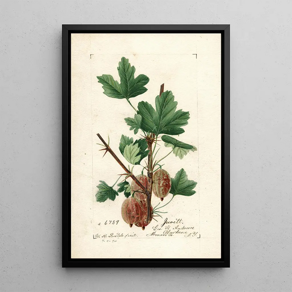 Ribes Jewett - William Henry Prestele — framed artwork on a wall