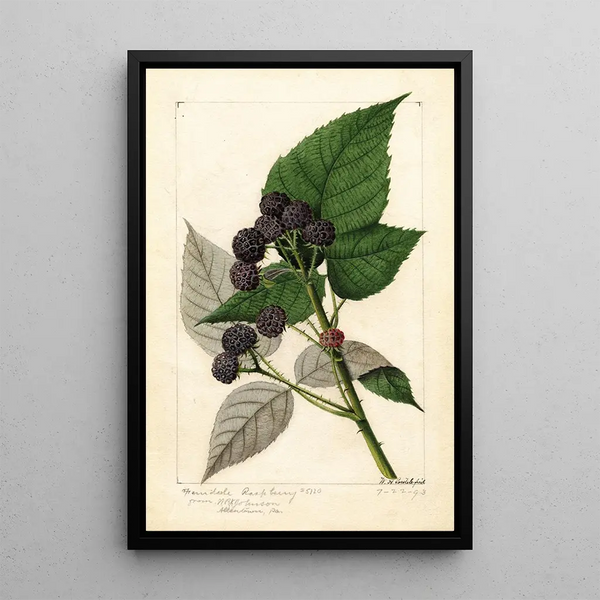 Rubus Ferndale - William Henry Prestele — framed artwork on a wall