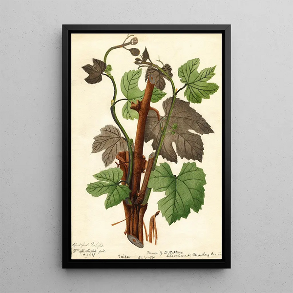 Vitis Hartford Prolific - William Henry Prestele — framed artwork on a wall